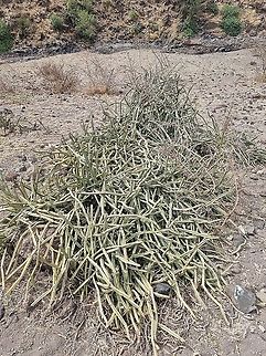 Cissus quadrangularis  Cissus quadrangularis,Geotagged,Tanzania,Winter