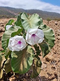 Ipomoea kituiensis  Geotagged,Ipomoea hildebrandtii,Ipomoea kituiensis,Tanzania,Winter