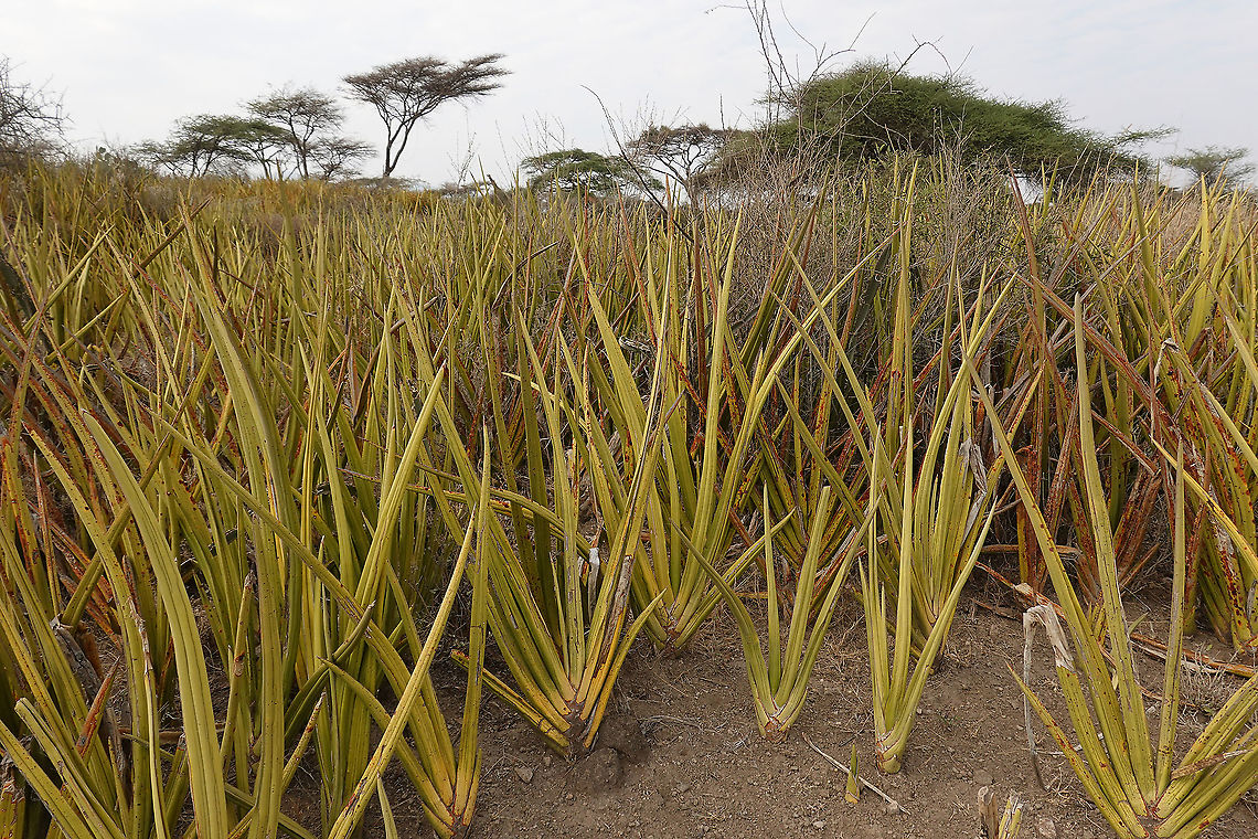Sansevieria ehrenbergii  Dracaena hanningtonii,Geotagged,Tanzania,Winter
