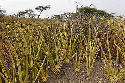 Sansevieria ehrenbergii Dracaena hanningtonii,Geotagged,Tanzania,Winter