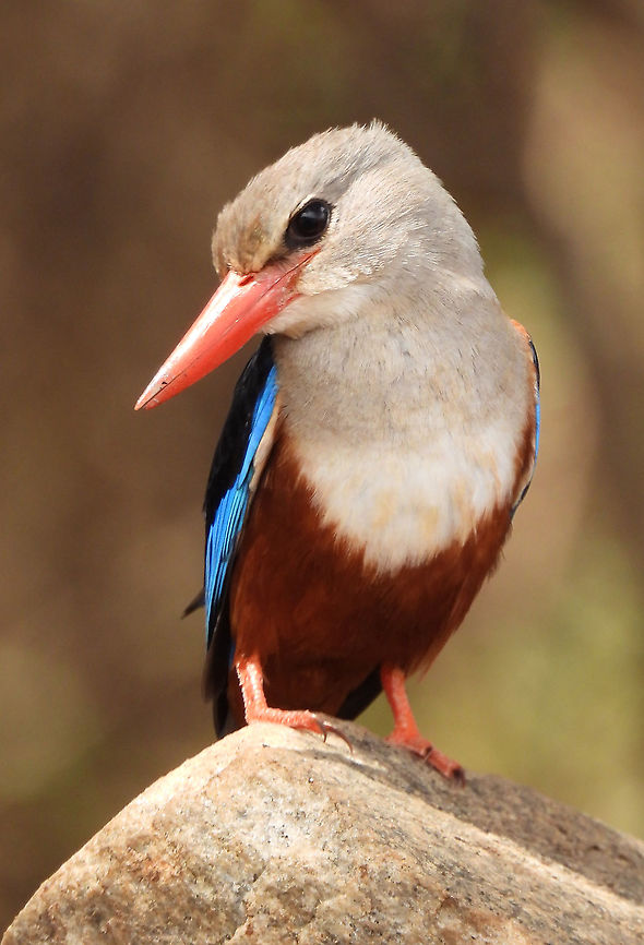 Halcyon leucocephala  Geotagged,Grey-headed kingfisher,Halcyon leucocephala,Tanzania,Winter