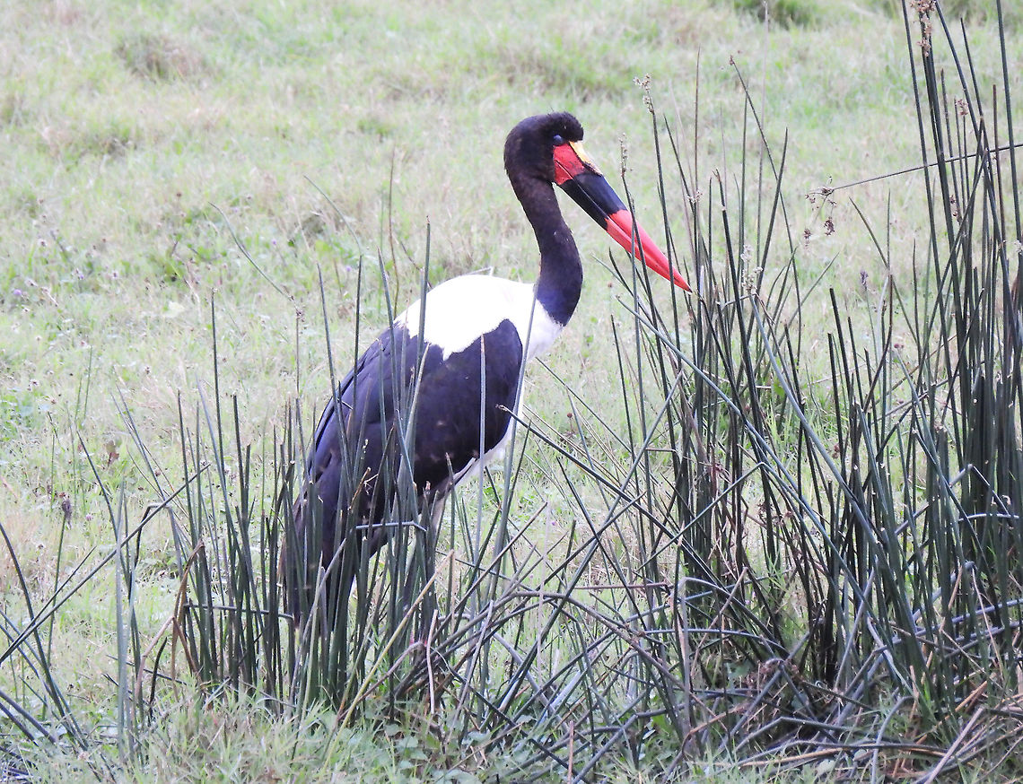 Saddle-billed stork Tanzania, Arusha National Park Ephippiorhynchus senegalensis,Geotagged,Saddle-billed Stork,Tanzania,Winter