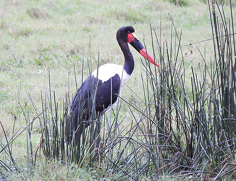 Saddle-billed stork Tanzania, Arusha National Park Ephippiorhynchus senegalensis,Geotagged,Saddle-billed Stork,Tanzania,Winter