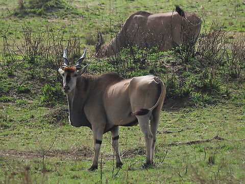 Eland N Tanzania, N Serengeti Common Eland,Geotagged,Tanzania,Taurotragus oryx,Winter