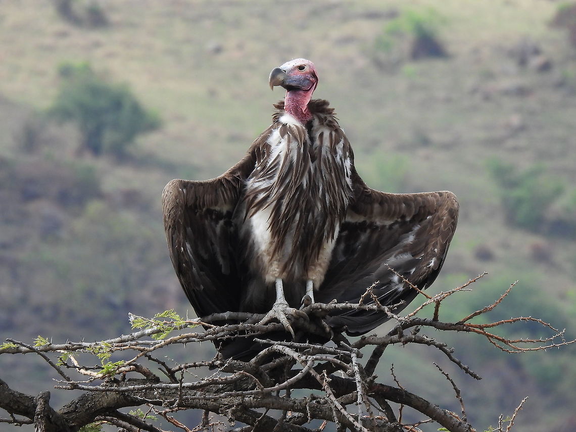 lapped faced vulture N Tanzania, N Serengeti Geotagged,Tanzania,Torgos tracheliotos,Winter,lapped faced vulture