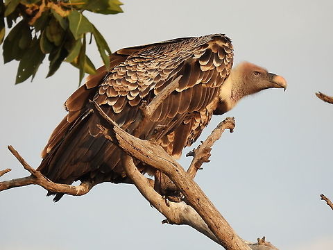 Rüppell's vulture N Tanzania, N Serengeti Geotagged,Gyps rueppelli,Rüppell's vulture,Tanzania,Winter