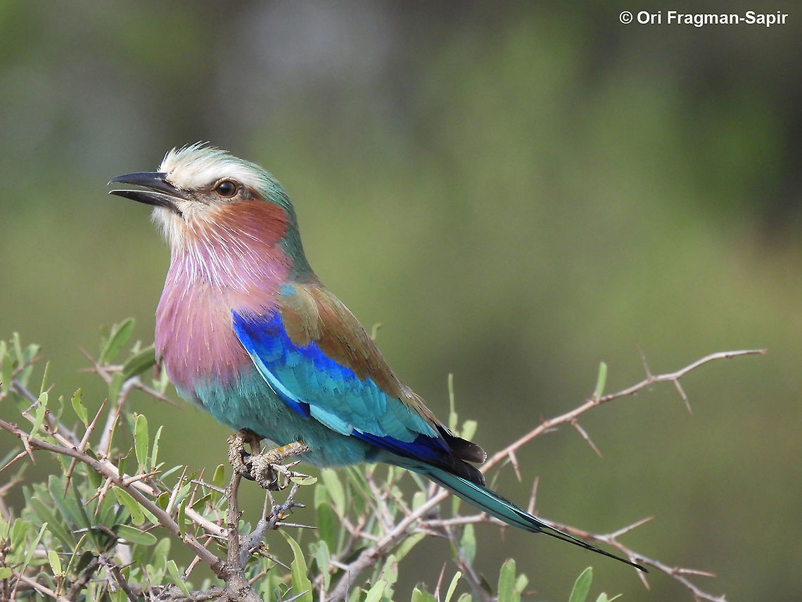 Lilac breasted roller N Tanzania, N Serengeti Coracias caudatus,Geotagged,Lilac-breasted Roller,Tanzania,Winter