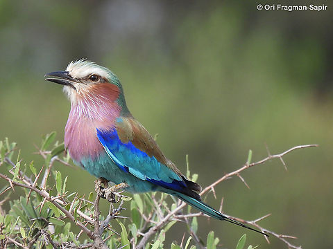 Lilac breasted roller N Tanzania, N Serengeti Coracias caudatus,Geotagged,Lilac-breasted Roller,Tanzania,Winter