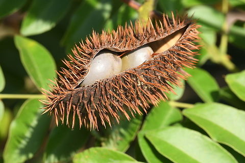 Guilandina bonduc  Geotagged,Guilandina bonduc,Knicker Nut,Tanzania,Winter