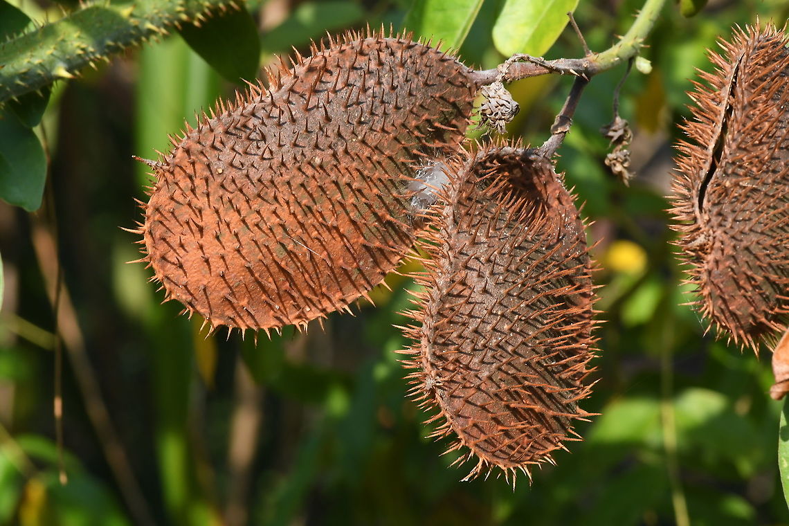 Guilandina bonduc  Geotagged,Guilandina bonduc,Knicker Nut,Tanzania,Winter