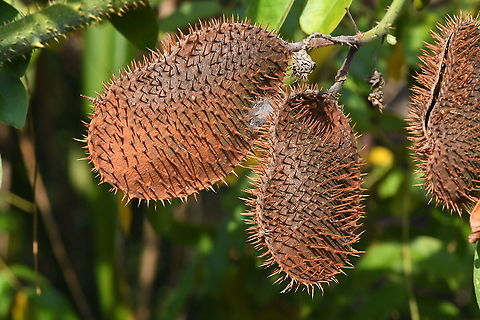 Guilandina bonduc  Geotagged,Guilandina bonduc,Knicker Nut,Tanzania,Winter