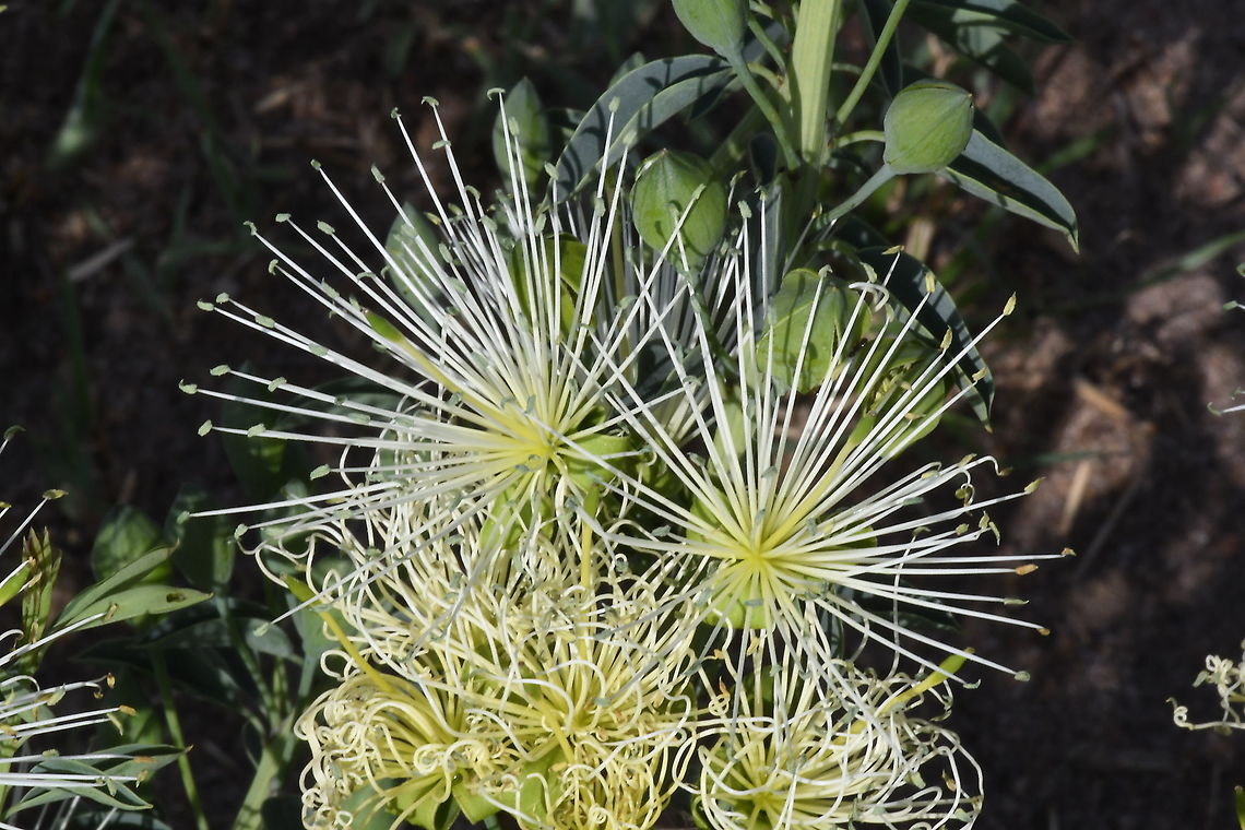 Maerua decumbens N Tanzania, N Serengeti Geotagged,Maerua decumbens,Tanzania,Winter