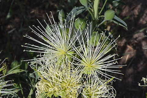 Maerua decumbens N Tanzania, N Serengeti Geotagged,Maerua decumbens,Tanzania,Winter