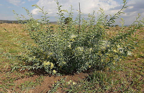 Maerua decumbens N Tanzania, N Serengeti Geotagged,Maerua decumbens,Tanzania,Winter