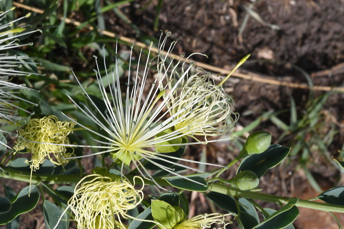Maerua decumbens N Tanzania, N Serengeti Geotagged,Maerua decumbens,Tanzania,Winter
