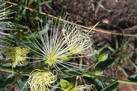 Maerua decumbens N Tanzania, N Serengeti Geotagged,Maerua decumbens,Tanzania,Winter