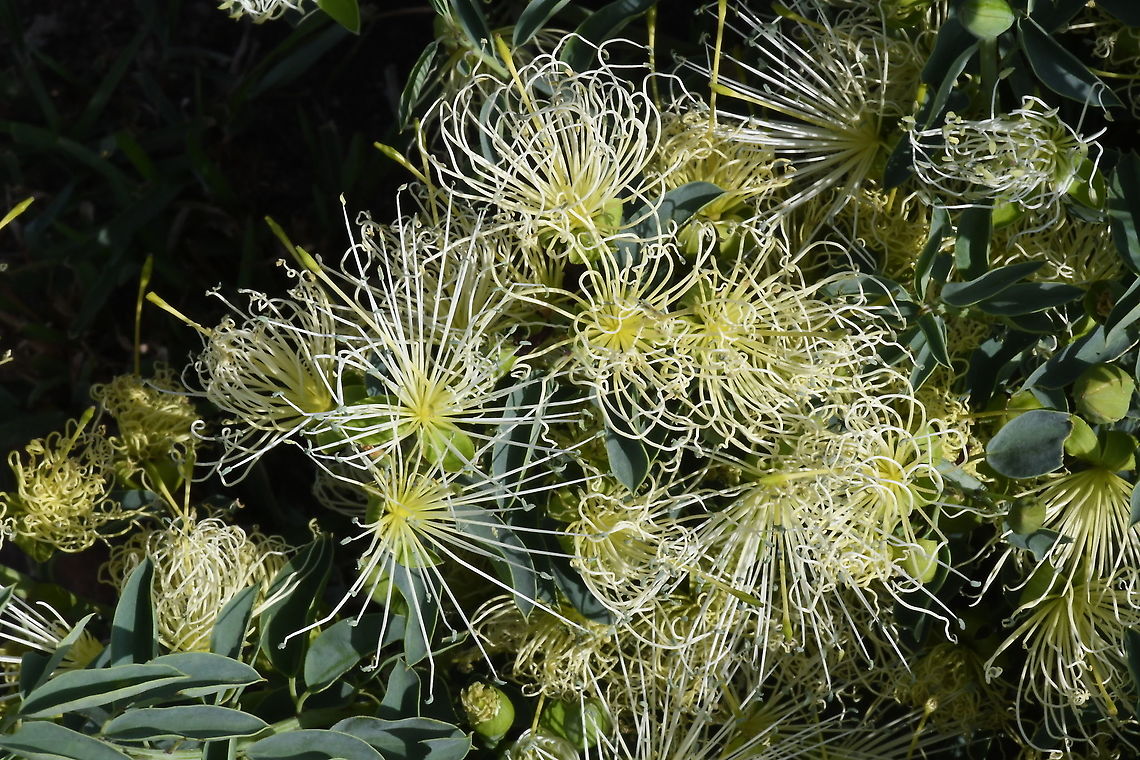 Maerua decumbens N Tanzania, N Serengeti Geotagged,Maerua decumbens,Tanzania,Winter