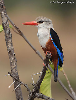 Halcyon leucocephala N Tanzania, N Serengeti Geotagged,Grey-headed kingfisher,Halcyon leucocephala,Tanzania,Winter