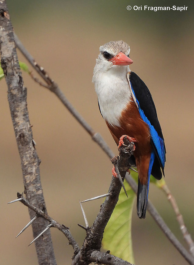 Halcyon leucocephala N Tanzania, N Serengeti Geotagged,Grey-headed kingfisher,Halcyon leucocephala,Tanzania,Winter