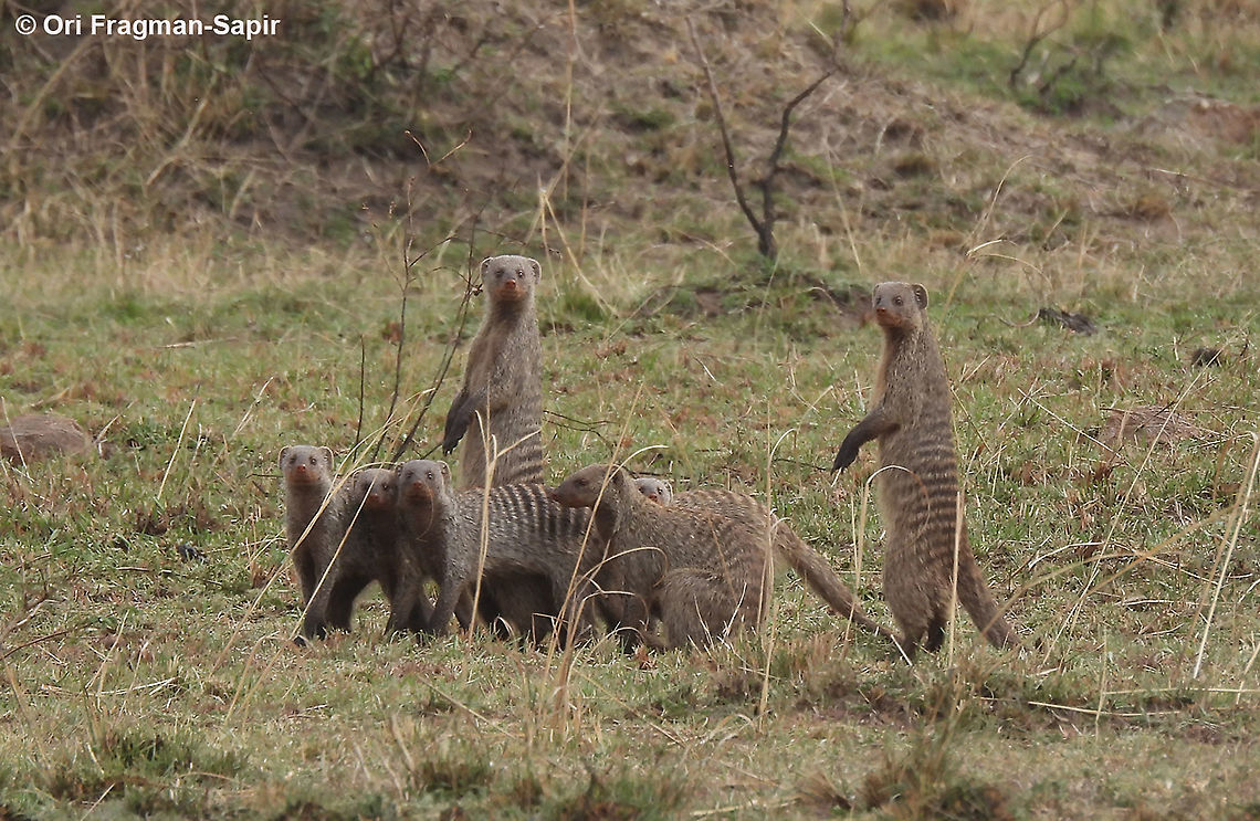 Mungos mungo N Tanzania, N Serengeti Banded Mongoose,Geotagged,Mungos mungo,Tanzania,Winter