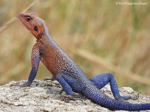 Agama mwanzae N Tanzania, N Serengeti Agama mwanzae,Geotagged,Mwanza flat-headed rock agama,Tanzania,Winter