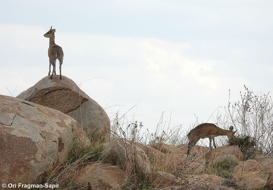 Oreotragus oreotragus N Tanzania, N Serengeti Geotagged,Klipspringer,Oreotragus oreotragus,Tanzania,Winter