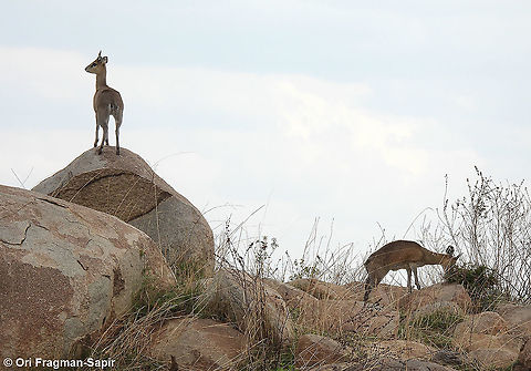 Oreotragus oreotragus N Tanzania, N Serengeti Geotagged,Klipspringer,Oreotragus oreotragus,Tanzania,Winter