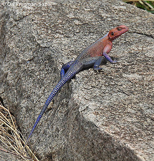 Agama mwanzae N Tanzania, N Serengeti Agama mwanzae,Geotagged,Mwanza flat-headed rock agama,Tanzania,Winter