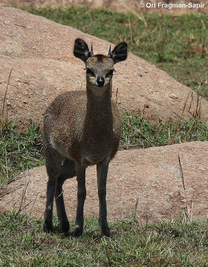 Oreotragus oreotragus N Tanzania, N Serengeti Geotagged,Klipspringer,Oreotragus oreotragus,Tanzania,Winter