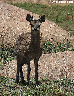 Oreotragus oreotragus N Tanzania, N Serengeti Geotagged,Klipspringer,Oreotragus oreotragus,Tanzania,Winter