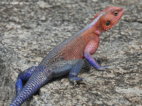 Agama mwanzae N Tanzania, N Serengeti Agama mwanzae,Geotagged,Mwanza flat-headed rock agama,Tanzania,Winter