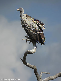 Rueppell's vulture N Tanzania, N Serengeti Geotagged,Gyps rueppelli,Rüppell's vulture,Tanzania,Winter