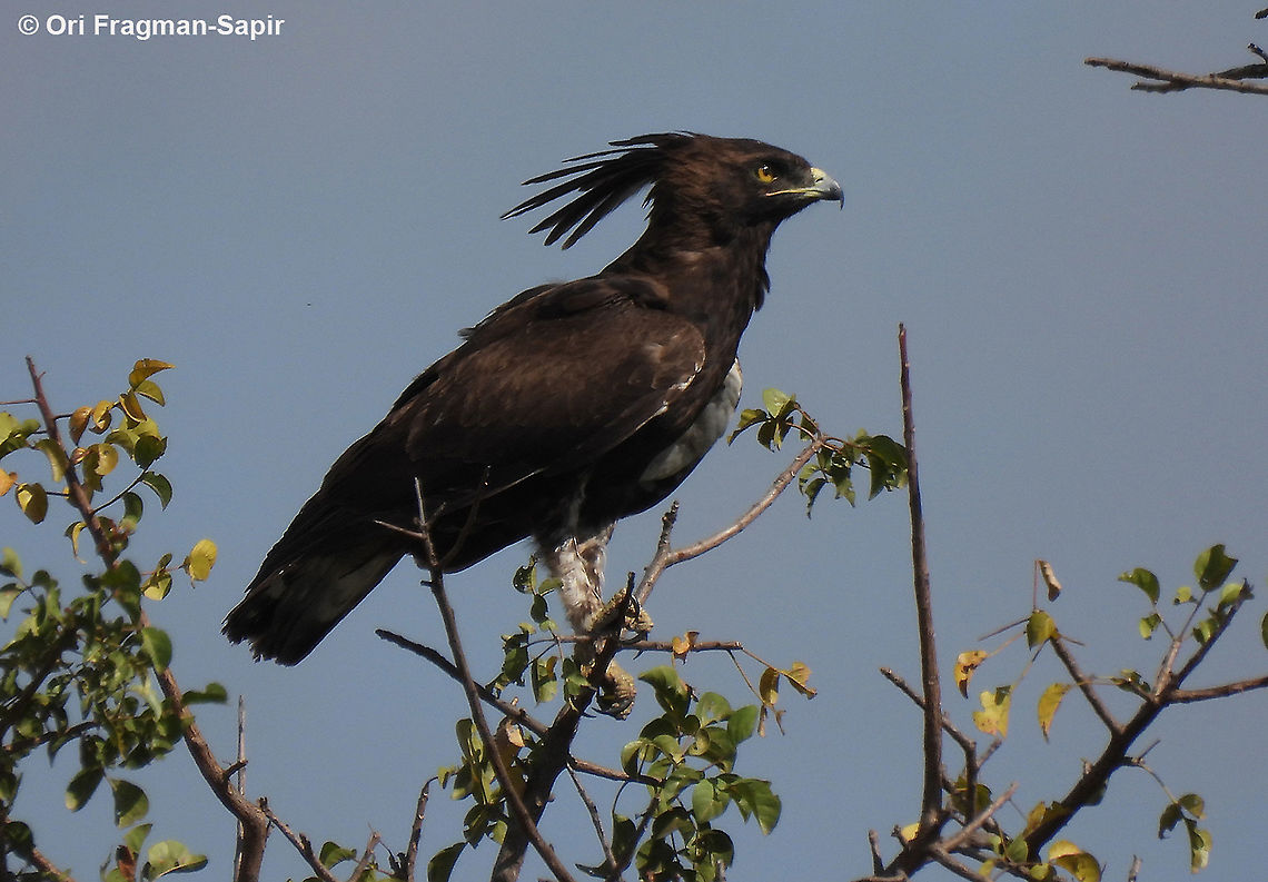Lophaetus occipitalis N Tanzania, N Serengeti Geotagged,Long-crested Eagle,Lophaetus occipitalis,Tanzania,Winter