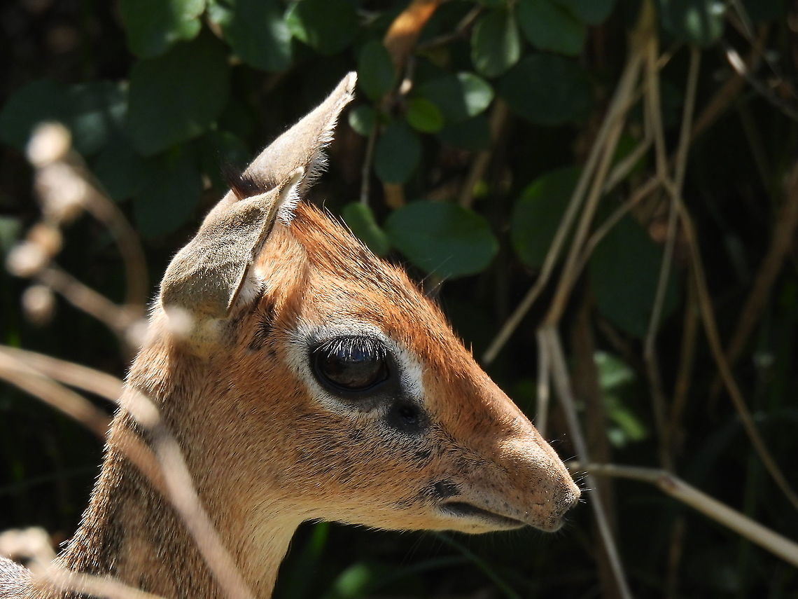 Madoqua kirkii N Tanzania, C Serengeti Geotagged,Kirks dik-dik,Madoqua kirkii,Tanzania,Winter