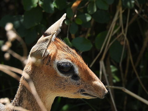 Madoqua kirkii N Tanzania, C Serengeti Geotagged,Kirks dik-dik,Madoqua kirkii,Tanzania,Winter