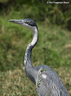 Black-headed Heron N Tanzania, C Serengeti Ardea melanocephala,Black-headed Heron,Geotagged,Tanzania,Winter