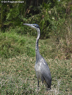 Black-headed Heron N Tanzania, C Serengeti Ardea melanocephala,Black-headed Heron,Geotagged,Tanzania,Winter