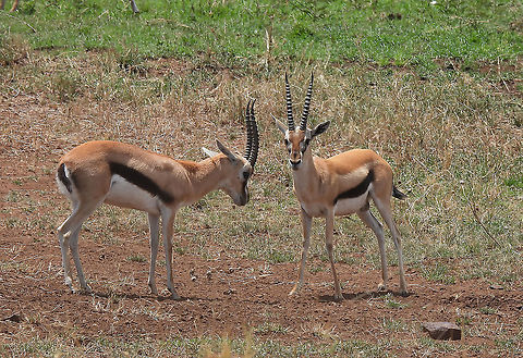 Eudorcas thomsonii N Tanzania, C Serengeti Eudorcas thomsonii,Geotagged,Tanzania,Thomsons gazelle,Winter