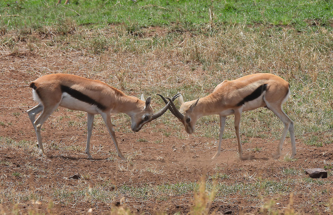 Eudorcas thomsonii N Tanzania, C Serengeti Eudorcas thomsonii,Geotagged,Tanzania,Thomsons gazelle,Winter