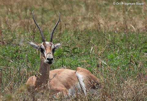 Grant's gazelle N Tanzania, C Serengeti Geotagged,Grants Gazelle,Nanger granti,Tanzania,Winter