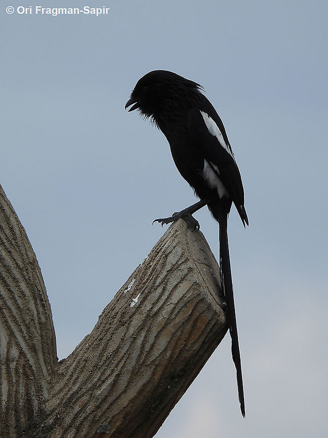 Lanius melanoleucus N Tanzania, C Serengeti Geotagged,Tanzania,Urolestes melanoleucus,Winter
