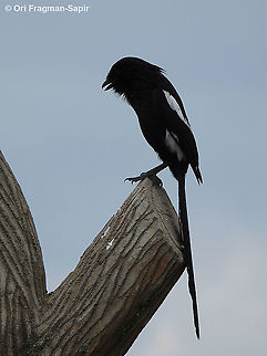 Lanius melanoleucus N Tanzania, C Serengeti Geotagged,Tanzania,Urolestes melanoleucus,Winter