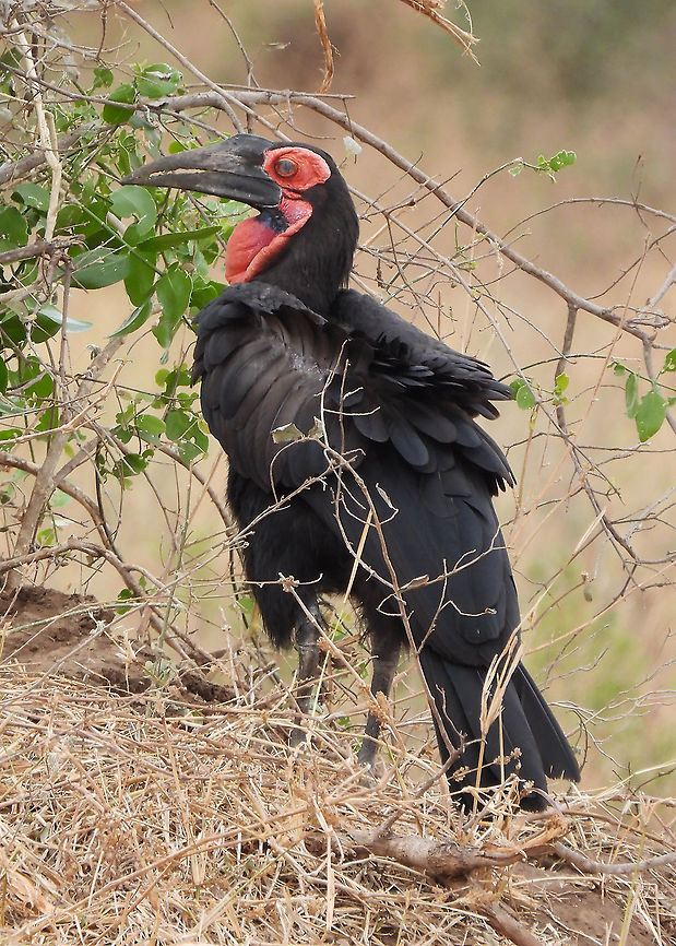 Southern Ground Hornbill Tanzania, Tarangiri Bucorvus leadbeateri,Geotagged,Southern Ground Hornbill,Tanzania,Winter