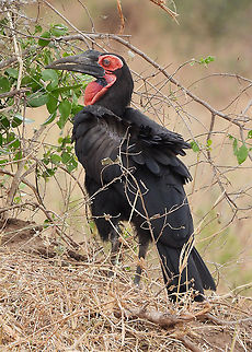 Southern Ground Hornbill Tanzania, Tarangiri Bucorvus leadbeateri,Geotagged,Southern Ground Hornbill,Tanzania,Winter