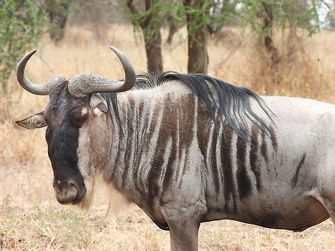 Connochaetes taurinus Tanzania, Tarangiri Blue wildebeest,Connochaetes taurinus,Geotagged,Tanzania,Winter