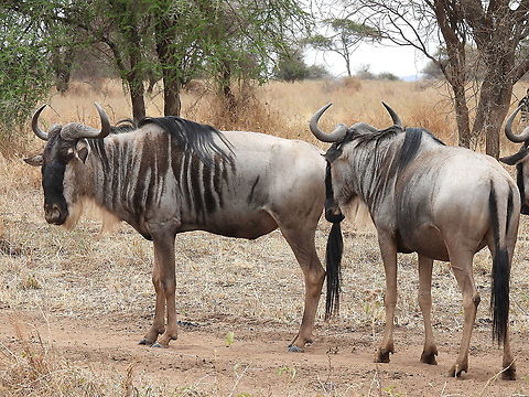 Connochaetes taurinus Tanzania, Tarangiri Blue wildebeest,Connochaetes taurinus,Geotagged,Tanzania,Winter