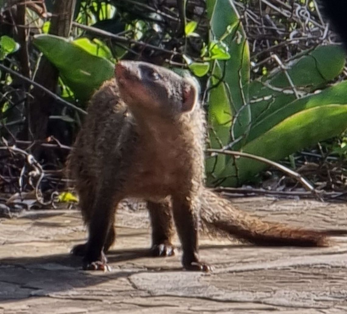 Helogale parvula  Common dwarf mongoose,Geotagged,Helogale parvula,Tanzania,Winter