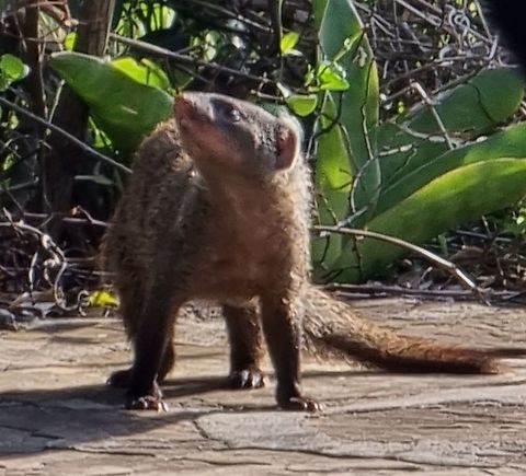 Helogale parvula  Common dwarf mongoose,Geotagged,Helogale parvula,Tanzania,Winter