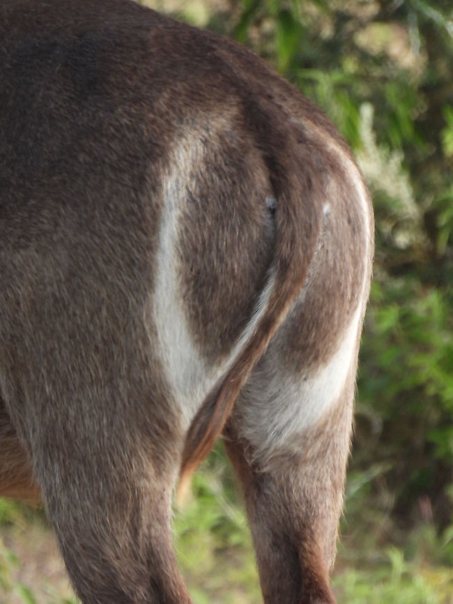 Kobus ellipsiprymnus Tanzania, Arusha National Park Geotagged,Kobus ellipsiprymnus,Tanzania,Waterbuck,Winter