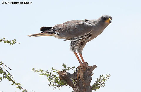 Melierax poliopterus Tanzania, S of Lake Natrun Eastern chanting goshawk,Geotagged,Melierax poliopterus,Tanzania,Winter